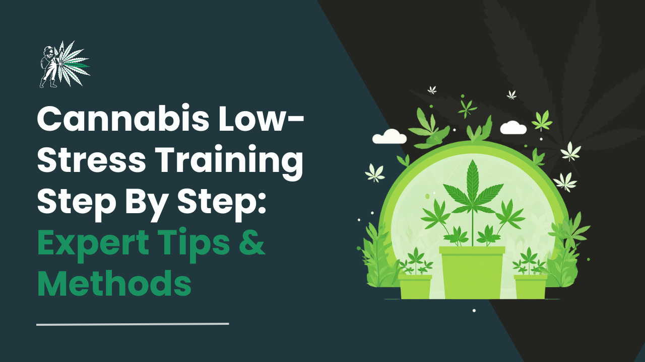 Cannabis Low-Stress Training Step By Step_ Expert Tips & Methods
