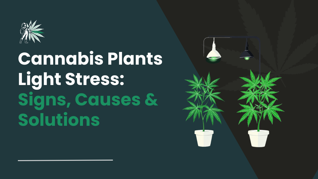 Cannabis Plants Light Stress_ Signs, Causes & Solutions