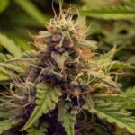 Caramelicious strain