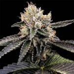 Cataract Kush strain