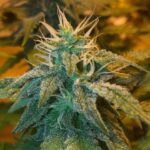Champagne Kush strain