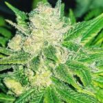 Charlie Sheen strain