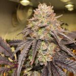 Cherry Gelato strain