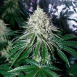 Chocolate Diesel strain