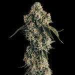 Chocolate Fondue strain