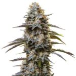 Chocolate Thai strain