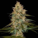 Chocolope Kush strain