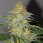 Cindy White strain