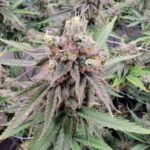 Citradelic Sunset strain