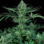 Cold Creek Kush strain
