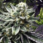 Commerce City Kush strain