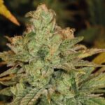 Confidential Cheese strain