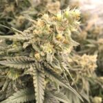 Conspiracy Kush strain