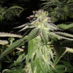 Corleone Kush strain