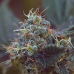 Cracker Jack strain
