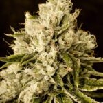 Critical Cheese strain