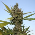 Critical Cure strain