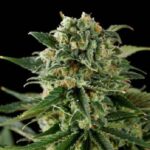 Critical Haze strain