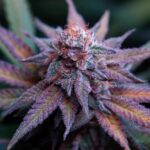 Dark Blue Dream strain