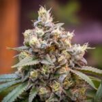 Death Star OG strain