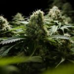 Dr. Grinspoon strain