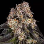 Durban Cookies strain