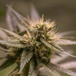Dutch Treat Haze strain