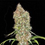 Ed Rosenthal Super Bud strain