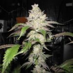 Fire Alien Kush strain