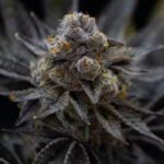 First Class Funk strain