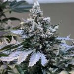 Fortune Cookies strain