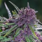 Fucking Incredible strain