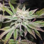 GG5 strain