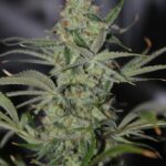 Galactic Jack strain