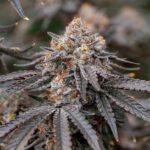 Georgia Pie strain
