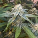 Glitter Bomb strain