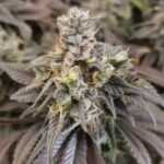 God's Green Crack strain