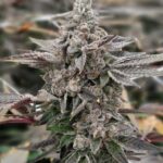 Grandpa's Breath strain