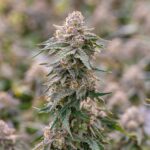 Grape Gasoline strain