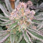Grape Valley Kush strain