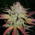 Grapefruit Diesel strain