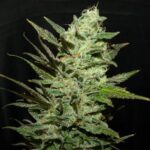 Grapefruit Haze strain
