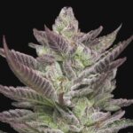 Green Lantern strain