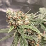 Gruntz strain