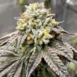 Guava Gelato strains