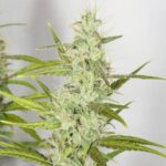 Hawaiian Haze strain