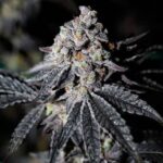 Hippie Crasher strains