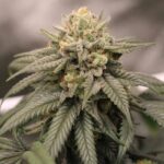 Hippie Crippler strain