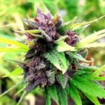 Holland's Hope strain