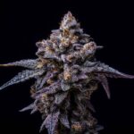 Hollywood OG strain